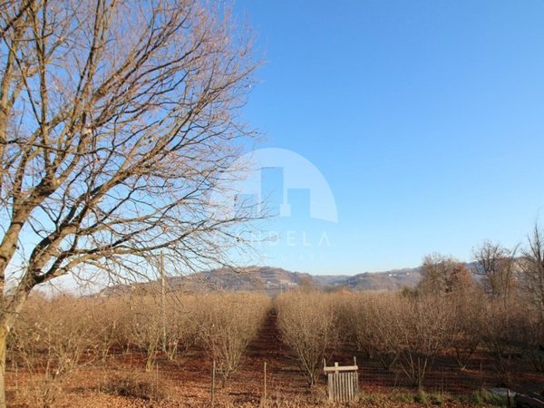 terreno agricolo in vendita a Mondovì