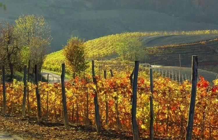 terreno agricolo in vendita a Monforte d'Alba
