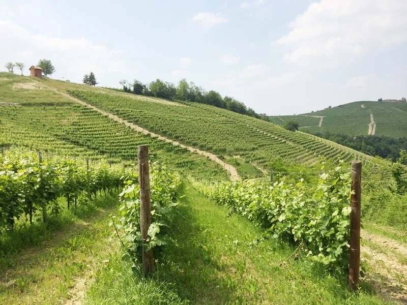 terreno agricolo in vendita a Monforte d'Alba