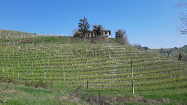 casale in vendita a Monforte d'Alba