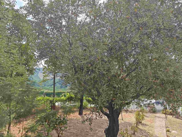 casa indipendente in vendita a Monforte d'Alba
