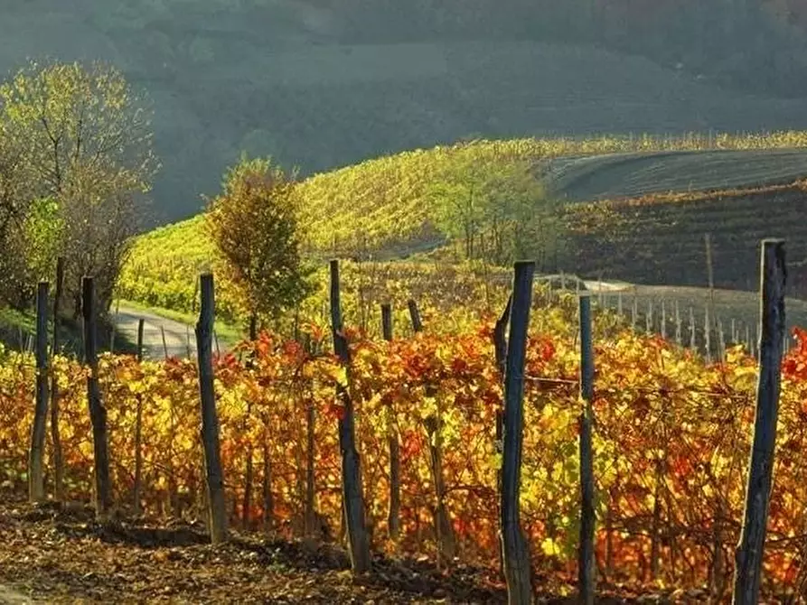 terreno in vendita a Monforte d'Alba