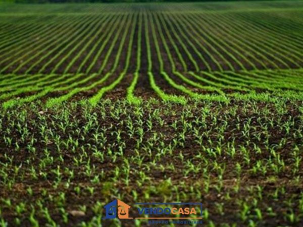terreno agricolo in vendita a Narzole