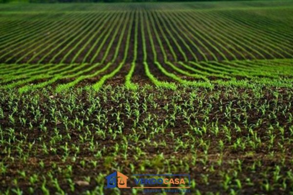 terreno agricolo in vendita a Narzole