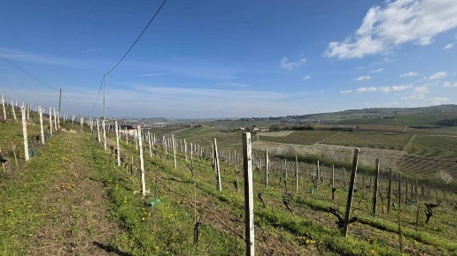 casa indipendente in vendita a Neive