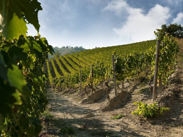 terreno agricolo in vendita a Neviglie