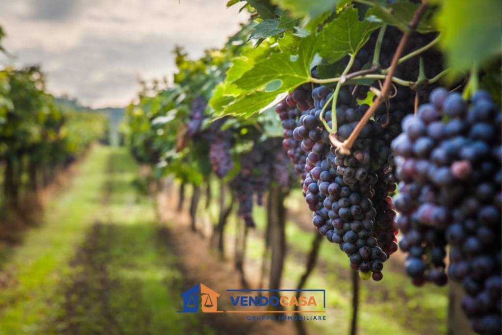 terreno agricolo in vendita a Novello