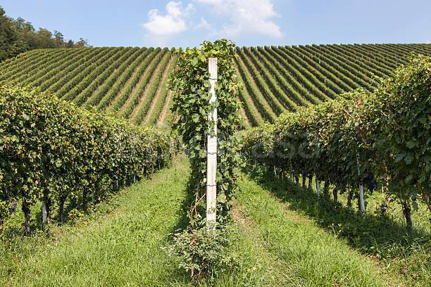 azienda agricola in vendita a Novello