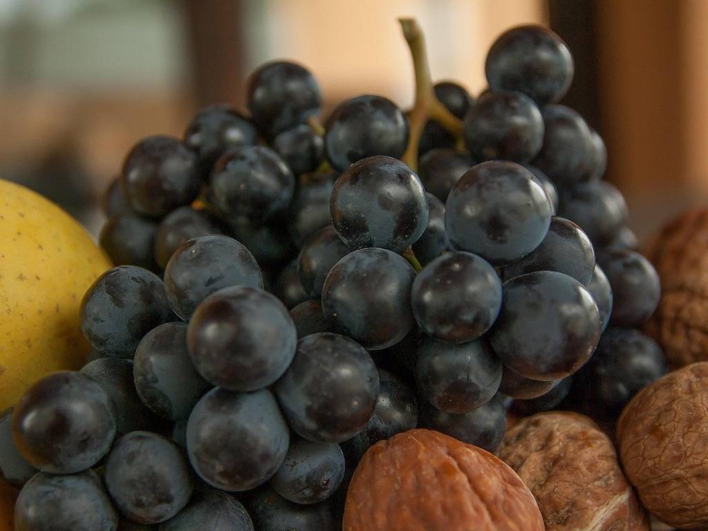 terreno agricolo in vendita a Novello