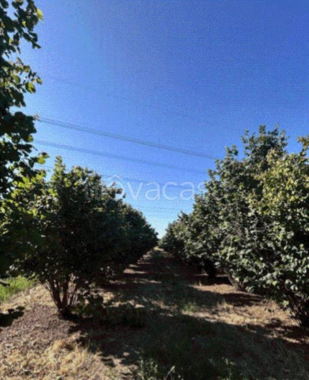 terreno edificabile in vendita a Piozzo