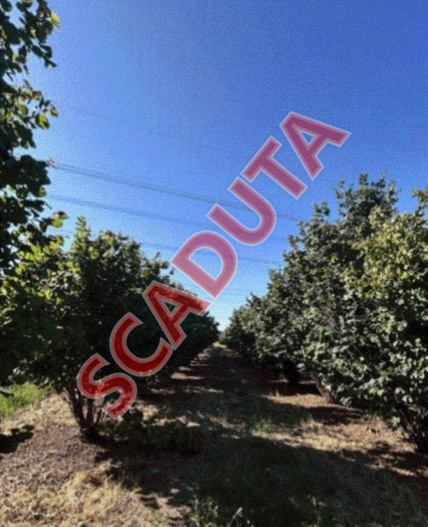 immagine annuncio 0 di 13