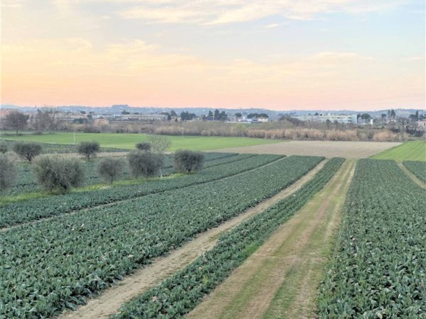 terreno agricolo in vendita ad Alba Adriatica