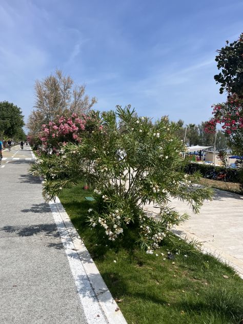 appartamento in vendita ad Alba Adriatica