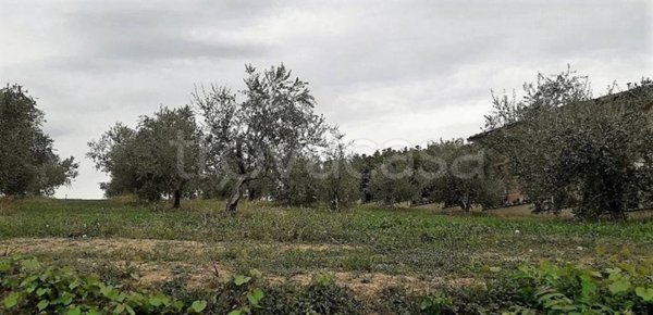terreno edificabile in vendita a Basciano in zona Tomolati