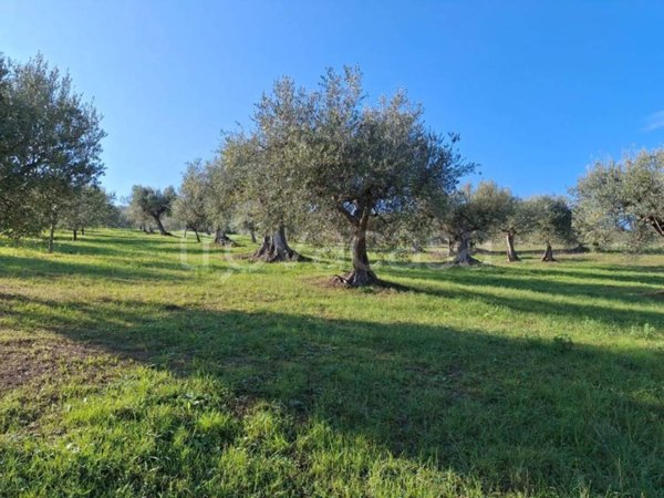 terreno agricolo in vendita a Basciano