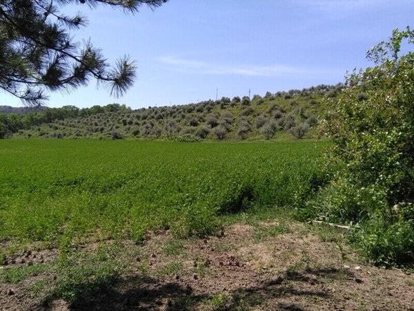 casa indipendente in vendita a Bellante