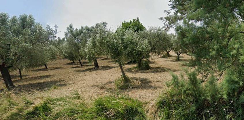 terreno agricolo in vendita a Bellante in zona San Mauro