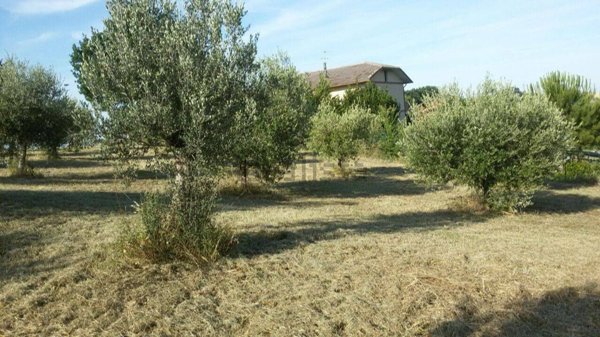 esavano in vendita a Campli