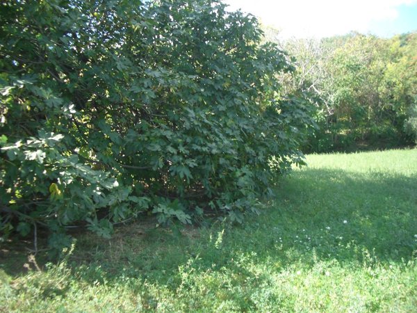 quadrivano in vendita a Cellino Attanasio