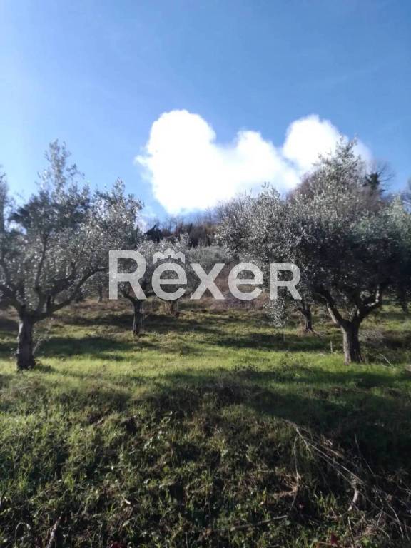 terreno agricolo in vendita a Cellino Attanasio