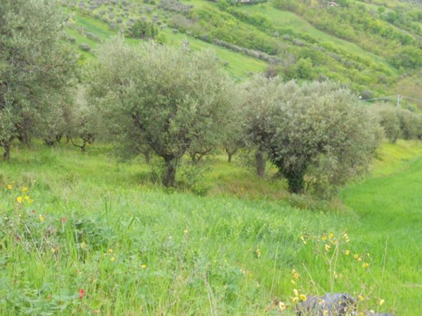 appartamento in vendita a Colonnella