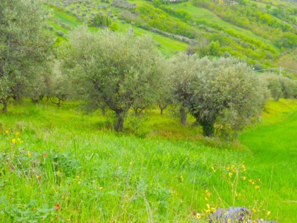 appartamento in vendita a Colonnella