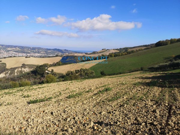 azienda agricola in vendita a Colonnella