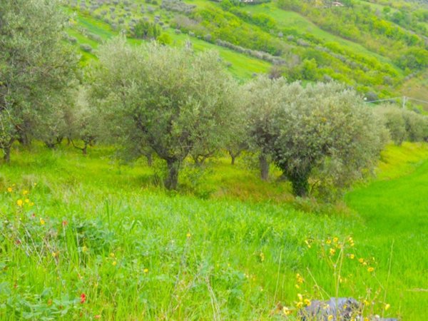 terreno edificabile in vendita a Colonnella