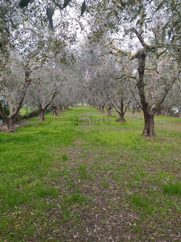 appartamento in vendita a Colonnella in zona Vallecupa