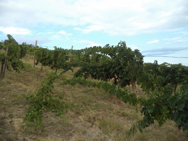 terreno agricolo in vendita a Colonnella
