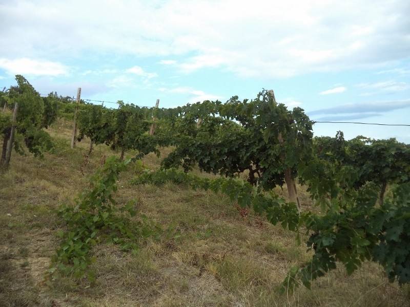 terreno agricolo in vendita a Colonnella