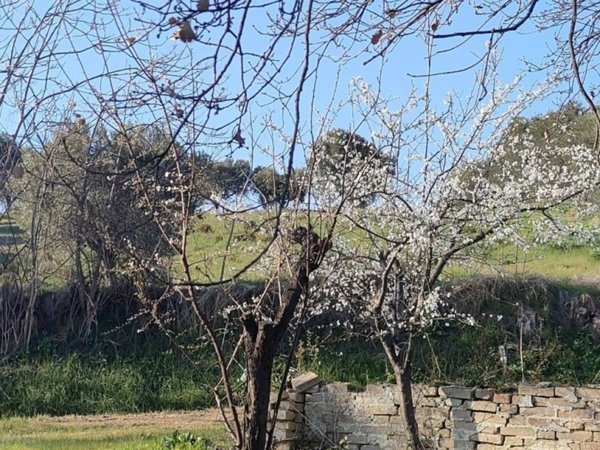 terreno in vendita a Colonnella