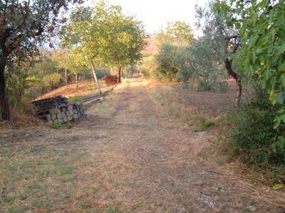 terreno agricolo in vendita a Controguerra