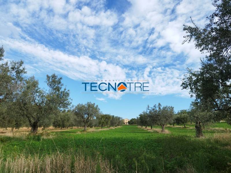 terreno agricolo in vendita a Controguerra