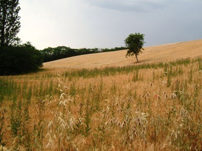 terreno agricolo in vendita a Controguerra