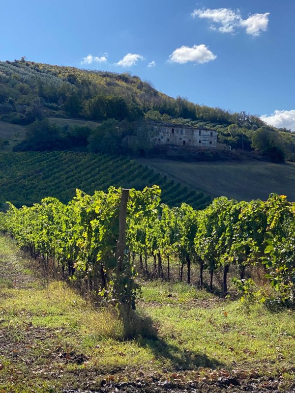 casa indipendente in vendita a Controguerra