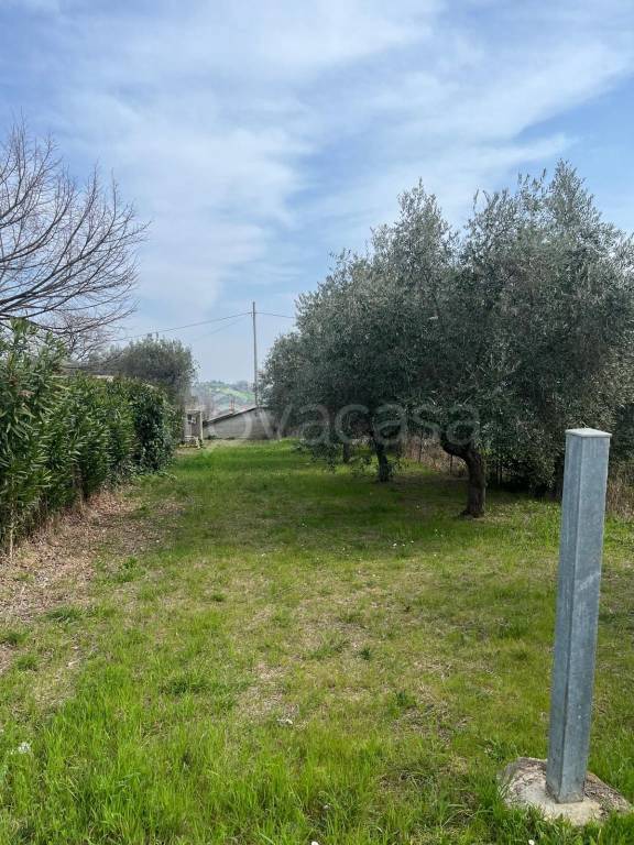 terreno agricolo in vendita a Controguerra