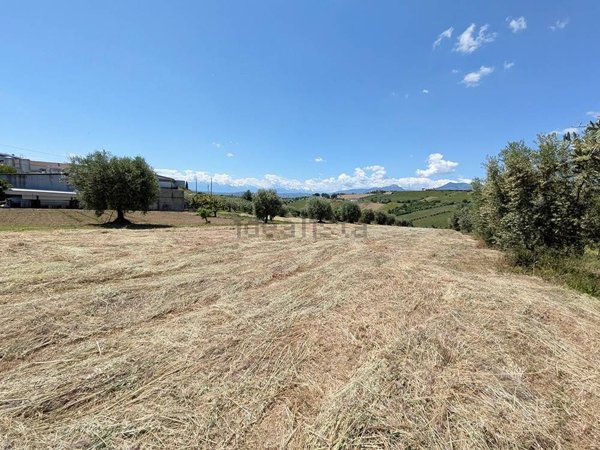 terreno agricolo in vendita a Controguerra in zona Mattonelle