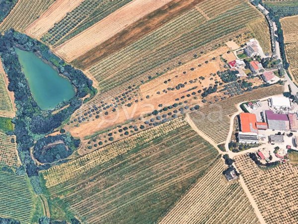terreno agricolo in vendita a Controguerra