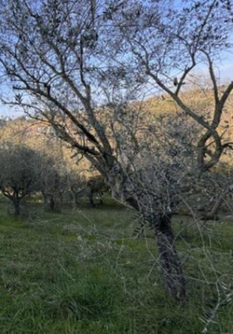 terreno edificabile in vendita a Corropoli