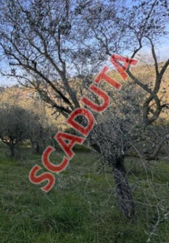 terreno edificabile in vendita a Corropoli