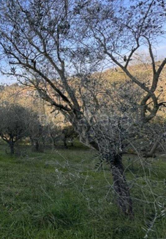 terreno edificabile in vendita a Corropoli