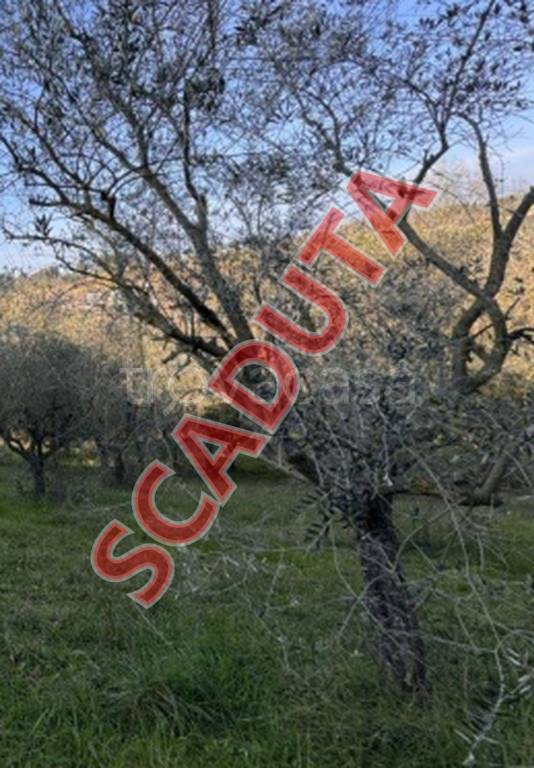 terreno edificabile in vendita a Corropoli