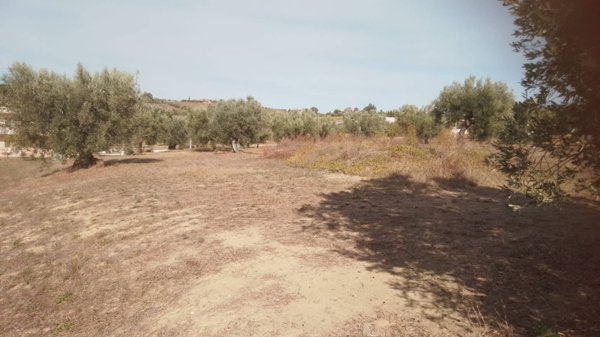 terreno agricolo in vendita a Giulianova