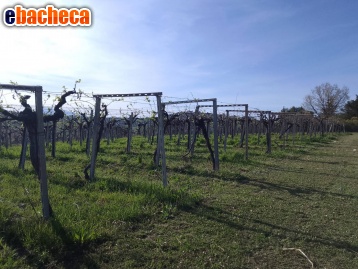 terreno agricolo in vendita a Giulianova