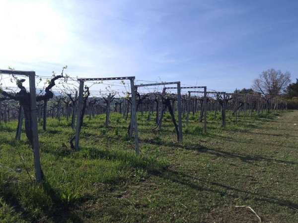 terreno agricolo in vendita a Giulianova