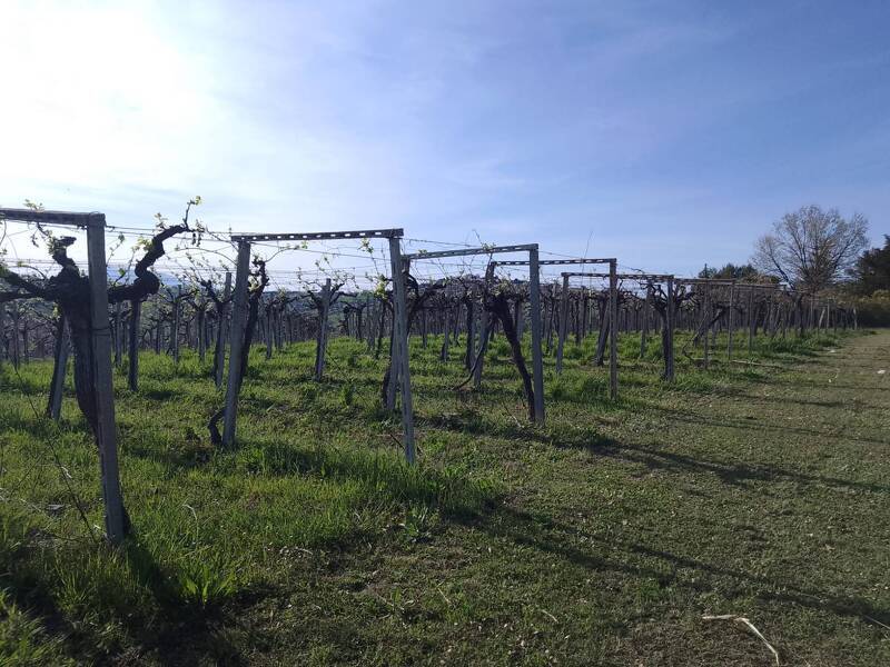 terreno agricolo in vendita a Giulianova
