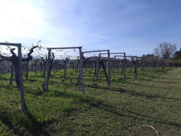 terreno agricolo in vendita a Giulianova