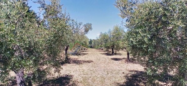 terreno agricolo in vendita a Giulianova in zona Colleranesco