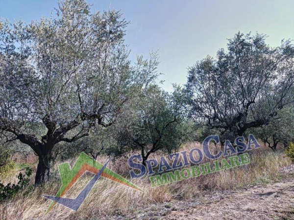 terreno agricolo in vendita a Giulianova in zona Case di Trento